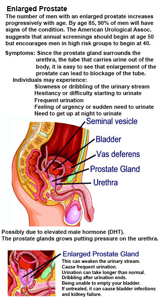 Prostate Gland